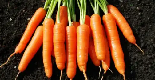 Is beta carotene polar or nonpolar?